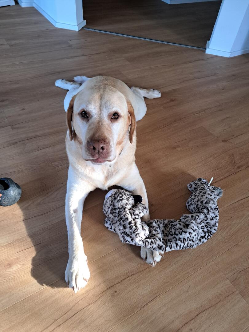 Klicke auf die Grafik für eine vergrößerte Ansicht  Name: 20251111_101904.jpg Ansichten: 0 Größe: 116,9 KB ID: 1195343