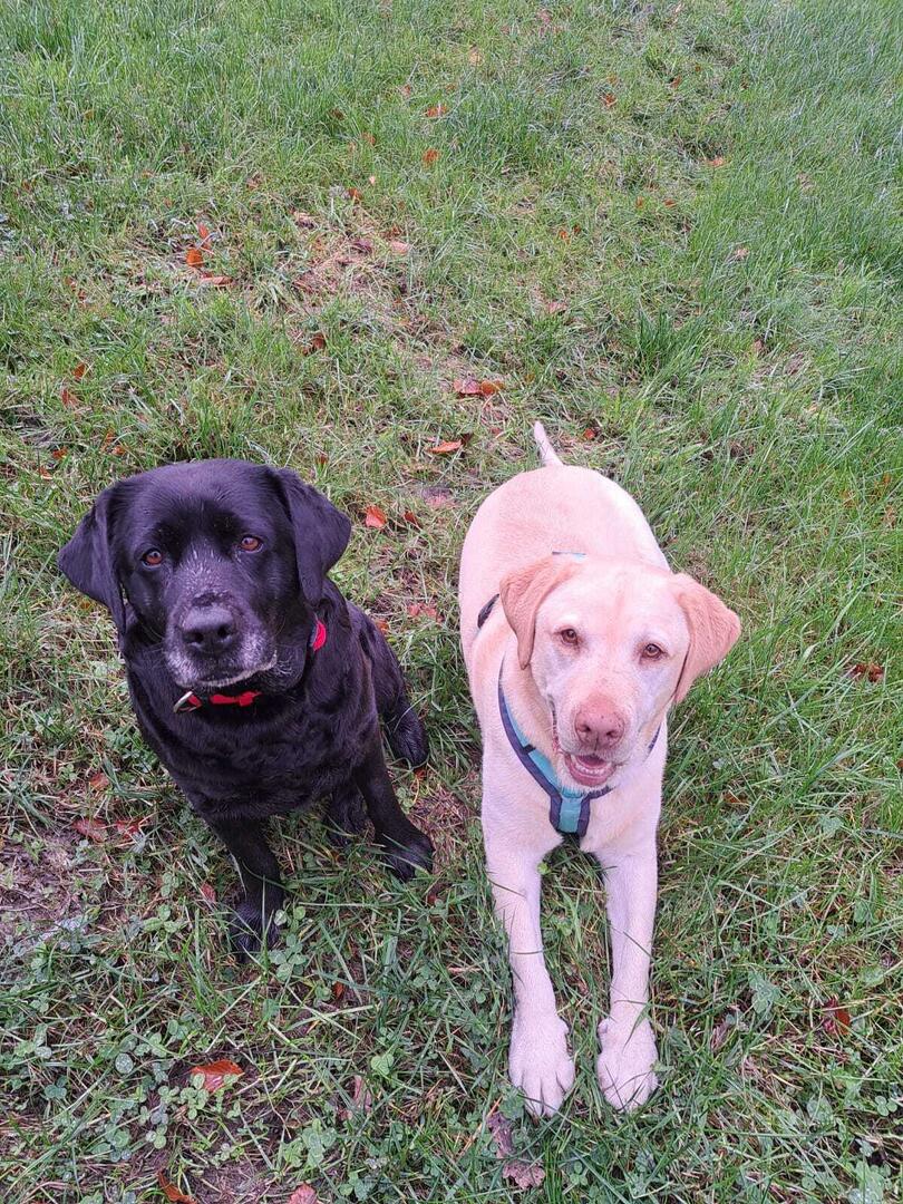 Klicke auf die Grafik für eine vergrößerte Ansicht  Name: IMG-20251116-WA0046.jpg Ansichten: 0 Größe: 305,3 KB ID: 1195345