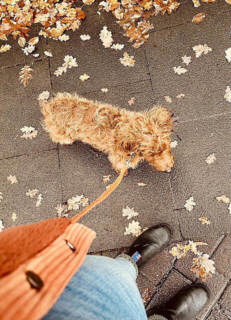 Klicke auf die Grafik für eine vergrößerte Ansicht  Name: IMG_9817.jpg Ansichten: 0 Größe: 313,4 KB ID: 1195363