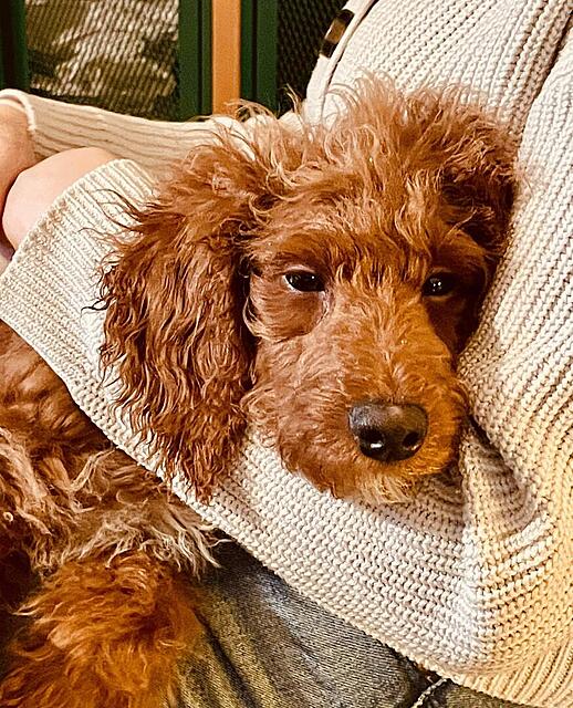 Klicke auf die Grafik für eine vergrößerte Ansicht  Name: e78f35c0-c607-46a7-b066-a227d4e34e37.jpg Ansichten: 0 Größe: 208,5 KB ID: 1195365