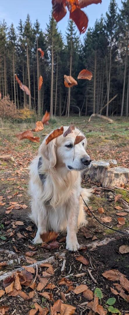 Klicke auf die Grafik für eine vergrößerte Ansicht  Name: 9836d4fb-384f-45bd-82b9-408779d92355.jpg Ansichten: 0 Größe: 107,8 KB ID: 1195390