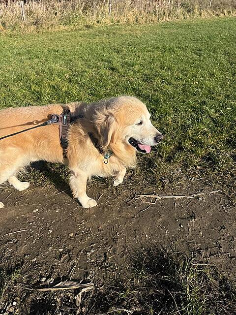 Klicke auf die Grafik für eine vergrößerte Ansicht  Name: 0d5c79c5-e677-4637-bfaa-ddf1a3c58d29.jpg Ansichten: 0 Größe: 259,0 KB ID: 1195391