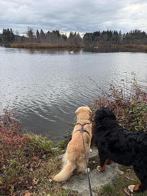 Klicke auf die Grafik für eine vergrößerte Ansicht  Name: 47bd8d28-6e89-43e3-9cd4-a7b356277e81.jpg Ansichten: 0 Größe: 187,5 KB ID: 1195392