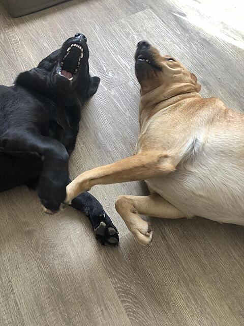 Klicke auf die Grafik für eine vergrößerte Ansicht  Name: IMG_8433.jpg Ansichten: 0 Größe: 120,8 KB ID: 1195456