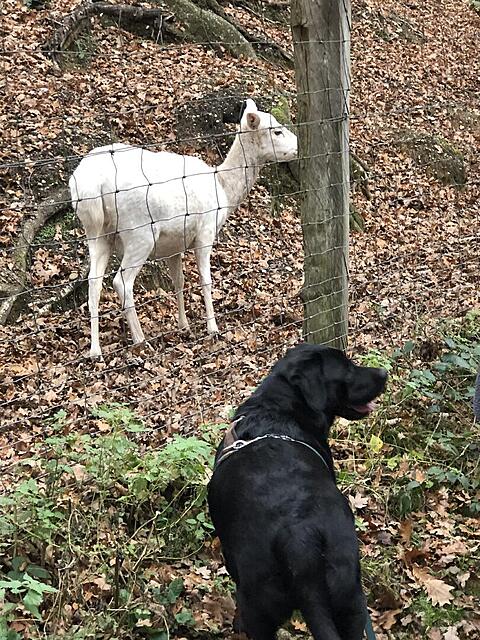 Klicke auf die Grafik für eine vergrößerte Ansicht  Name: IMG_8688.jpg Ansichten: 0 Größe: 256,9 KB ID: 1195460