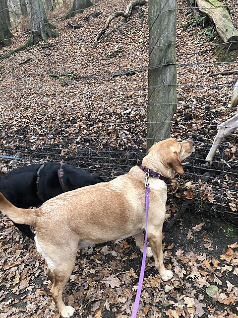 Klicke auf die Grafik für eine vergrößerte Ansicht  Name: IMG_8685.jpg Ansichten: 0 Größe: 270,1 KB ID: 1195455