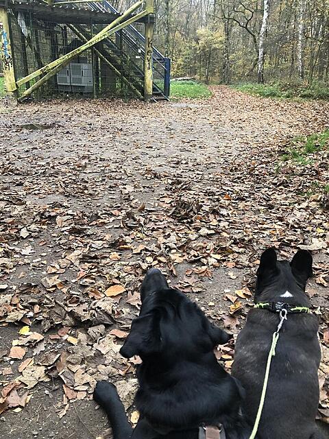 Klicke auf die Grafik für eine vergrößerte Ansicht  Name: IMG_8694.jpg Ansichten: 0 Größe: 267,1 KB ID: 1195458