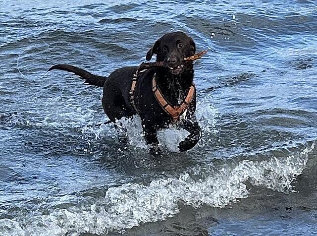 Klicke auf die Grafik für eine vergrößerte Ansicht  Name: IMG_8278.jpg Ansichten: 0 Größe: 154,0 KB ID: 1195585