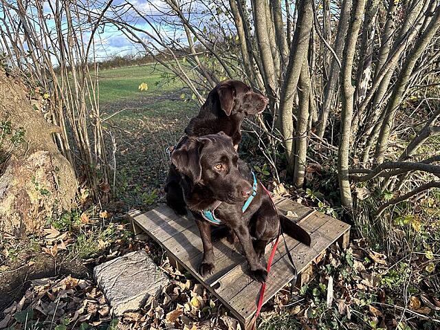 Klicke auf die Grafik für eine vergrößerte Ansicht  Name: IMG_8771.jpg Ansichten: 0 Größe: 296,9 KB ID: 1195587