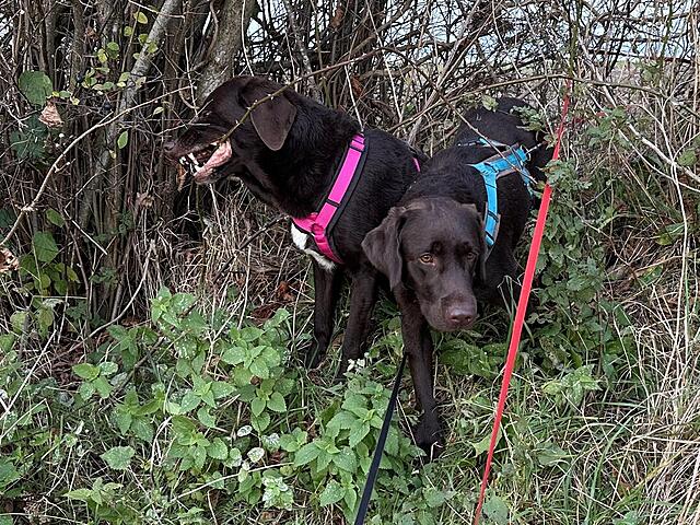 Klicke auf die Grafik für eine vergrößerte Ansicht  Name: IMG_8837.jpg Ansichten: 0 Größe: 291,0 KB ID: 1195591