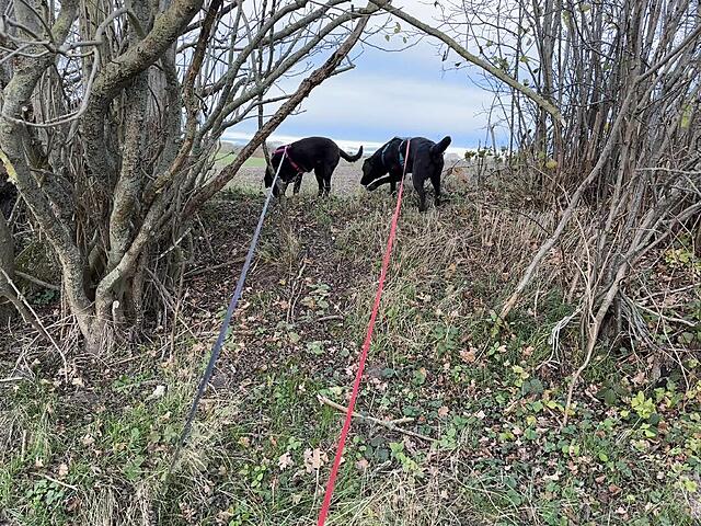 Klicke auf die Grafik für eine vergrößerte Ansicht  Name: IMG_E8841.jpg Ansichten: 0 Größe: 303,6 KB ID: 1195592