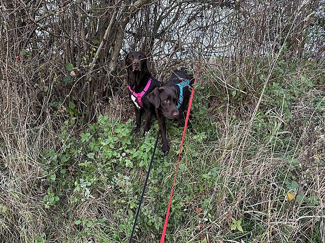 Klicke auf die Grafik für eine vergrößerte Ansicht  Name: IMG_8838.jpg Ansichten: 0 Größe: 370,0 KB ID: 1195594