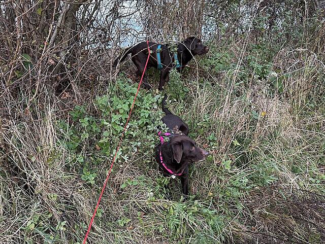 Klicke auf die Grafik für eine vergrößerte Ansicht  Name: IMG_8831.jpg Ansichten: 0 Größe: 375,6 KB ID: 1195595