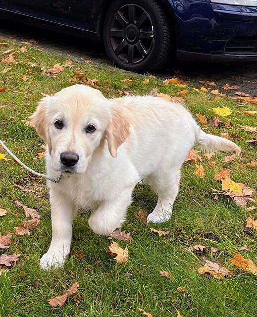 Klicke auf die Grafik für eine vergrößerte Ansicht  Name: IMG-20251118-WA0018~2.jpg Ansichten: 0 Größe: 195,5 KB ID: 1195616