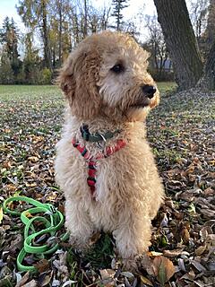 Klicke auf die Grafik für eine vergrößerte Ansicht  Name: IMG_2716.jpg Ansichten: 0 Größe: 194,4 KB ID: 1195698