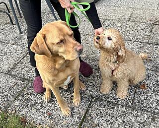 Klicke auf die Grafik für eine vergrößerte Ansicht  Name: 5283b5b8-6775-49e4-9cd6-c25058be18db.jpg Ansichten: 0 Größe: 412,4 KB ID: 1195699