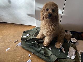 Klicke auf die Grafik für eine vergrößerte Ansicht  Name: IMG_2720.jpg Ansichten: 0 Größe: 107,4 KB ID: 1195700