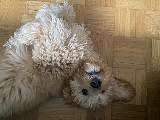 Klicke auf die Grafik für eine vergrößerte Ansicht  Name: IMG_2754.jpg Ansichten: 0 Größe: 105,8 KB ID: 1195703