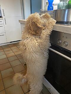 Klicke auf die Grafik für eine vergrößerte Ansicht  Name: IMG_2763.jpg Ansichten: 0 Größe: 86,8 KB ID: 1195711