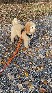 Klicke auf die Grafik für eine vergrößerte Ansicht  Name: 3F62973C-1E1B-4322-8E95-05959799CBAA.jpg Ansichten: 0 Größe: 273,5 KB ID: 1195712