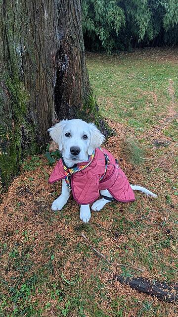 Klicke auf die Grafik für eine vergrößerte Ansicht  Name: PXL_20251120_111300076.jpg Ansichten: 0 Größe: 206,9 KB ID: 1195934