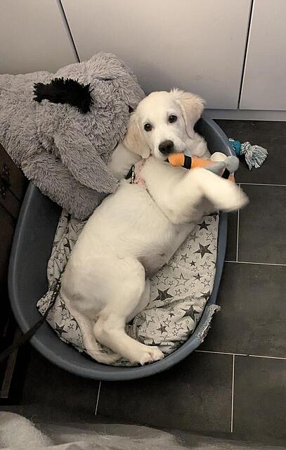 Klicke auf die Grafik für eine vergrößerte Ansicht

Name: PXL_20251118_175830708~2.jpg
Ansichten: 0
Größe: 79,9 KB
ID: 1195989