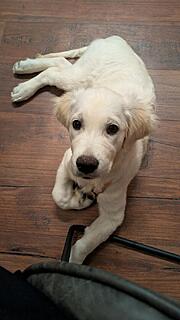 Klicke auf die Grafik für eine vergrößerte Ansicht

Name: PXL_20251120_165014397.MP.jpg
Ansichten: 0
Größe: 63,6 KB
ID: 1195990