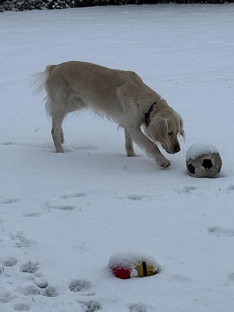 Klicke auf die Grafik für eine vergrößerte Ansicht  Name: IMG_3139.jpg Ansichten: 0 Größe: 50,4 KB ID: 1196127