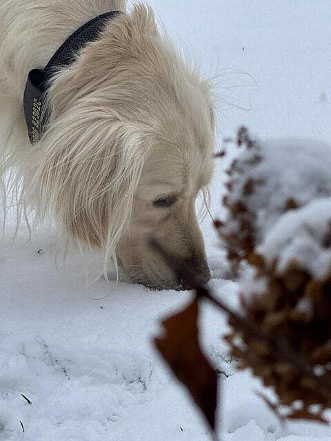 Klicke auf die Grafik für eine vergrößerte Ansicht  Name: IMG_3141.jpg Ansichten: 0 Größe: 100,9 KB ID: 1196128