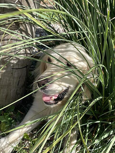 Klicke auf die Grafik für eine vergrößerte Ansicht  Name: IMG_4700.jpg Ansichten: 0 Größe: 187,5 KB ID: 1196129