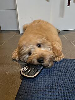 Klicke auf die Grafik für eine vergrößerte Ansicht  Name: IMG_2781.jpg Ansichten: 0 Größe: 93,3 KB ID: 1196224