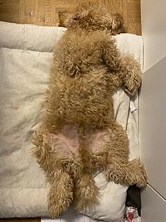 Klicke auf die Grafik für eine vergrößerte Ansicht  Name: IMG_2774.jpg Ansichten: 0 Größe: 117,2 KB ID: 1196228