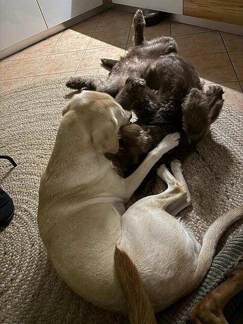 Klicke auf die Grafik für eine vergrößerte Ansicht  Name: IMG_9430.jpg Ansichten: 0 Größe: 130,5 KB ID: 1196347