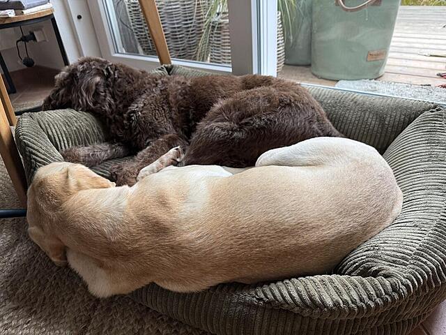 Klicke auf die Grafik für eine vergrößerte Ansicht  Name: IMG_9696.jpg Ansichten: 0 Größe: 152,3 KB ID: 1196345