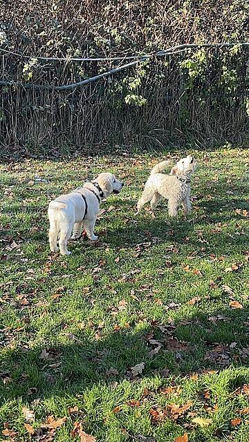 Klicke auf die Grafik für eine vergrößerte Ansicht

Name: IMG_3062.jpg
Ansichten: 0
Größe: 276,0 KB
ID: 1196361