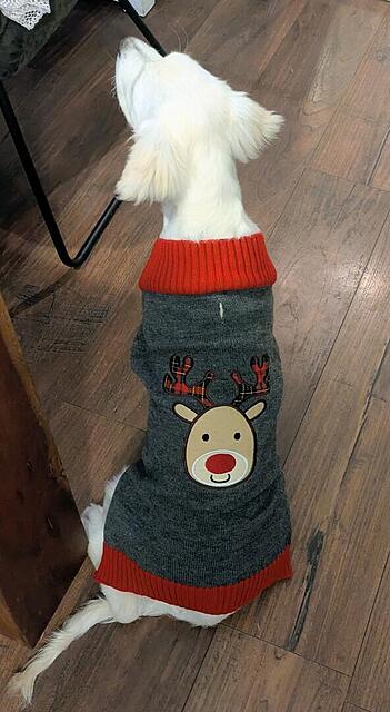 Klicke auf die Grafik für eine vergrößerte Ansicht

Name: PXL_20251128_074559853~2.jpg
Ansichten: 0
Größe: 82,9 KB
ID: 1196477