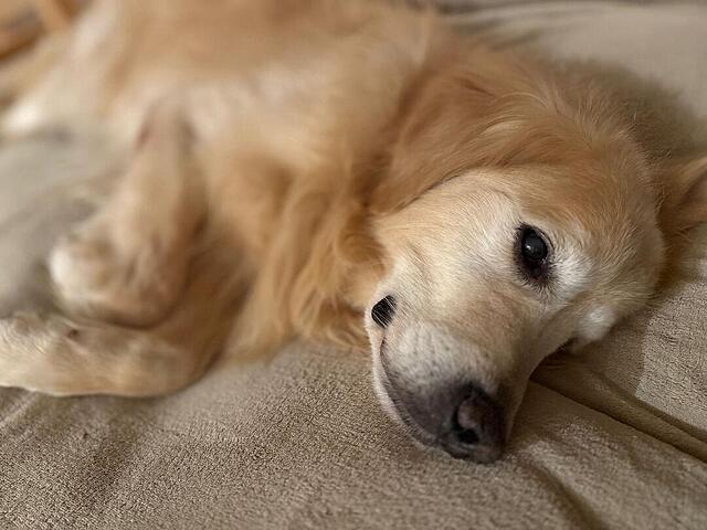 Klicke auf die Grafik für eine vergrößerte Ansicht  Name: a44e3a0a-a310-4349-97be-62e8b81f6b32.jpg Ansichten: 0 Größe: 89,9 KB ID: 1196569