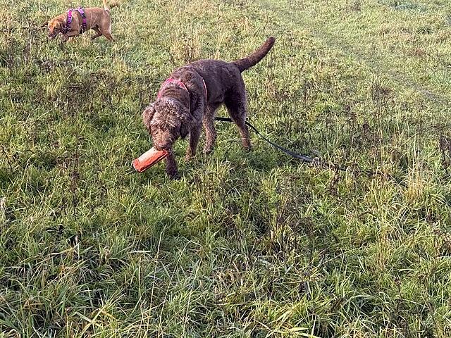 Klicke auf die Grafik für eine vergrößerte Ansicht  Name: IMG_9756.jpg Ansichten: 0 Größe: 321,0 KB ID: 1196661