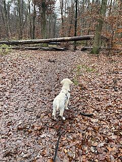 Klicke auf die Grafik für eine vergrößerte Ansicht  Name: IMG_3212.jpg Ansichten: 0 Größe: 319,9 KB ID: 1196700