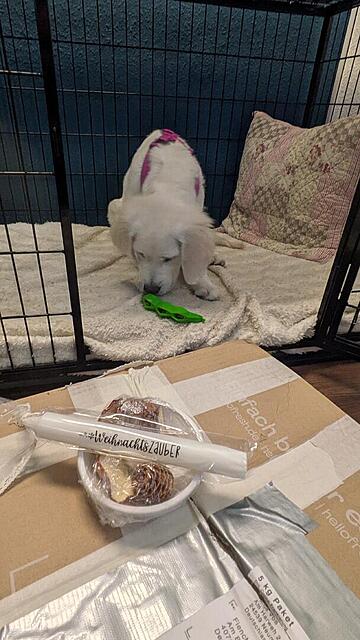 Klicke auf die Grafik für eine vergrößerte Ansicht  Name: PXL_20251201_132258065.MP.jpg Ansichten: 0 Größe: 99,1 KB ID: 1196790