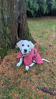 Klicke auf die Grafik für eine vergrößerte Ansicht

Name: PXL_20251120_111304792.jpg
Ansichten: 0
Größe: 206,3 KB
ID: 1197021