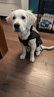 Klicke auf die Grafik für eine vergrößerte Ansicht

Name: PXL_20251204_095159259.jpg
Ansichten: 0
Größe: 93,1 KB
ID: 1197022