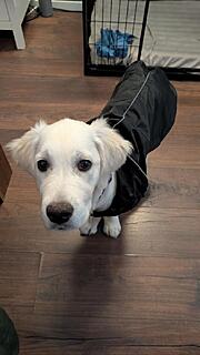 Klicke auf die Grafik für eine vergrößerte Ansicht

Name: PXL_20251204_095456033.MP.jpg
Ansichten: 0
Größe: 59,6 KB
ID: 1197023