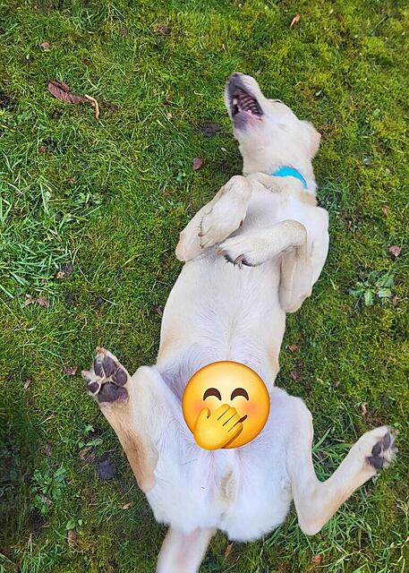 Klicke auf die Grafik für eine vergrößerte Ansicht

Name: WhatsApp Bild 2025-12-05 um 12.57.48_a1f43bdb.jpg
Ansichten: 0
Größe: 200,6 KB
ID: 1197183