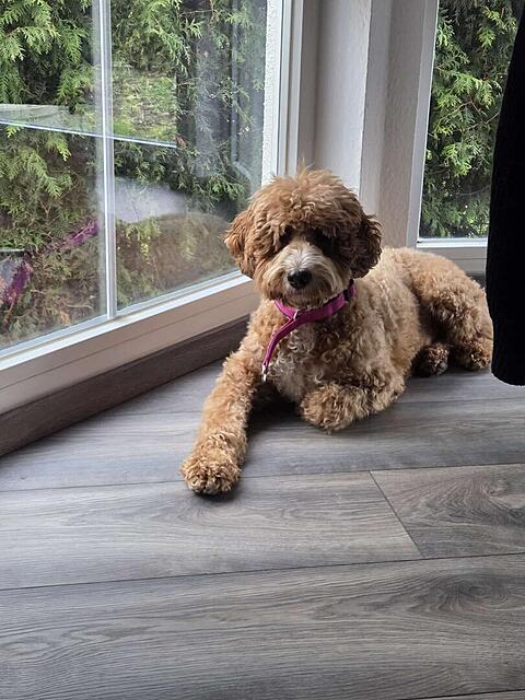 Klicke auf die Grafik für eine vergrößerte Ansicht

Name: IMG-20251207-WA0000[1].jpg
Ansichten: 0
Größe: 131,9 KB
ID: 1197648