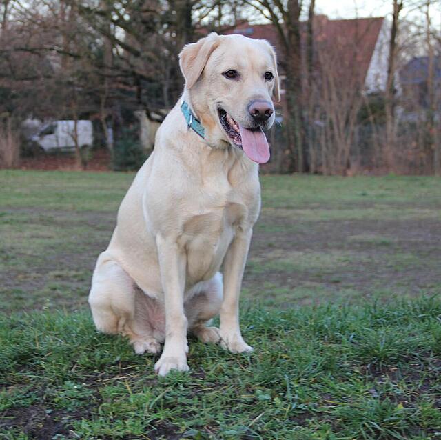 Klicke auf die Grafik für eine vergrößerte Ansicht

Name: _Kopf.jpg
Ansichten: 0
Größe: 129,2 KB
ID: 1197400