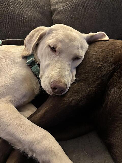 Klicke auf die Grafik für eine vergrößerte Ansicht  Name: IMG_3972.jpg Ansichten: 0 Größe: 96,2 KB ID: 1197423