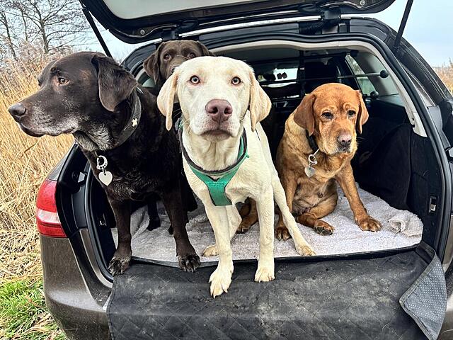 Klicke auf die Grafik für eine vergrößerte Ansicht  Name: IMG_3992.jpg Ansichten: 0 Größe: 171,5 KB ID: 1197424