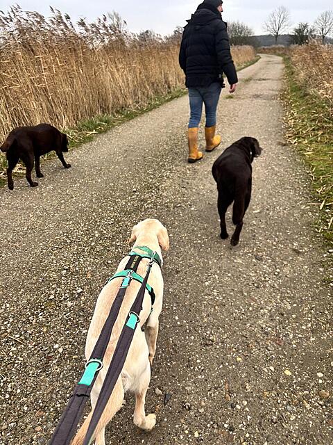 Klicke auf die Grafik für eine vergrößerte Ansicht  Name: IMG_3986.jpg Ansichten: 0 Größe: 211,3 KB ID: 1197425