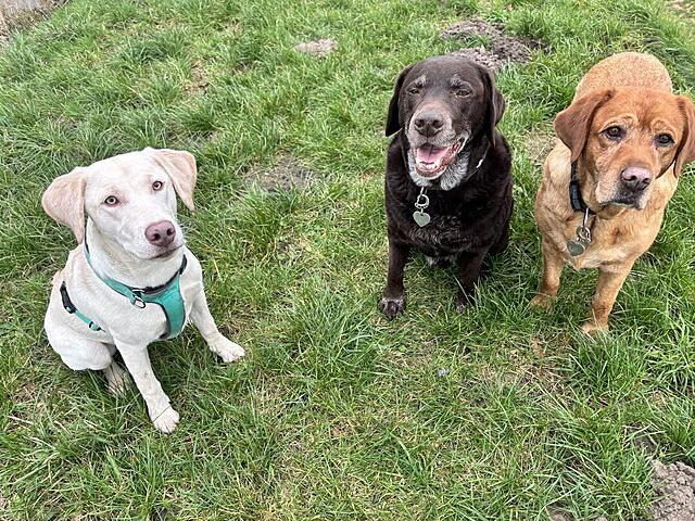 Klicke auf die Grafik für eine vergrößerte Ansicht  Name: IMG_3975.jpg Ansichten: 0 Größe: 271,3 KB ID: 1197426